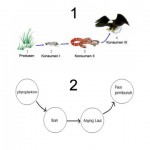pengertia rantai makanan