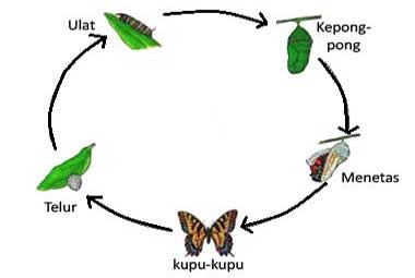 Metamorfosis pada kupu-kupu.