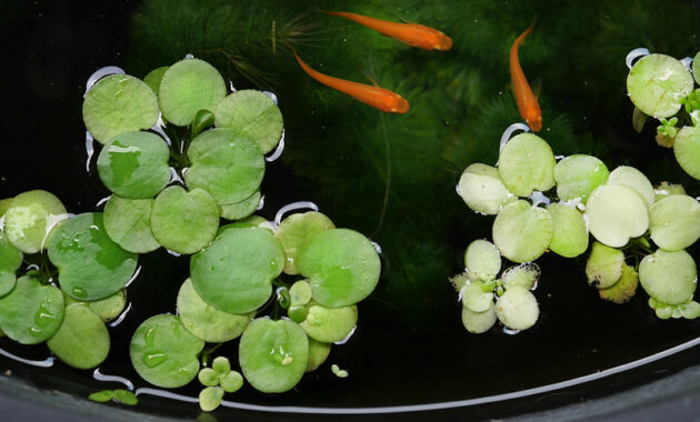amazon frogbit