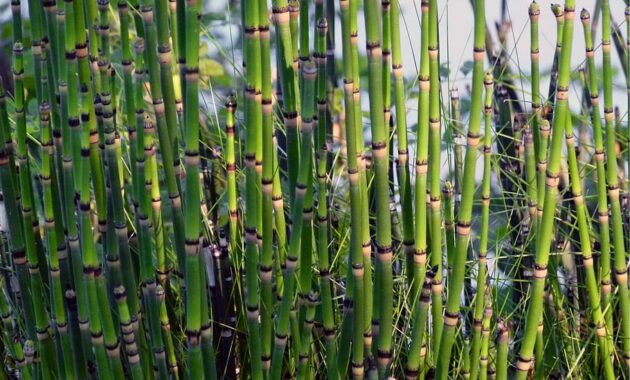 tanaman hidrofit bambu air