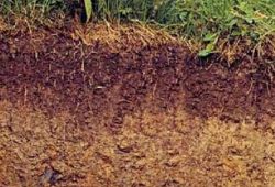 Tanah Aluvial dilengkapi Pengertian, Ciri, Pemanfaatan, dan Persebarannya Yang Diketahui Tanah Aluvial dilengkapi Pengertian, Ciri, Pemanfaatan, dan Persebarannya Yang Diketahui