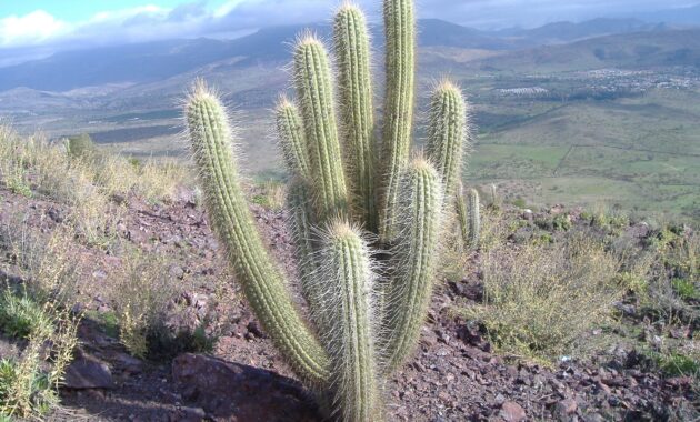 Contoh tumbuhan xerofit kaktus