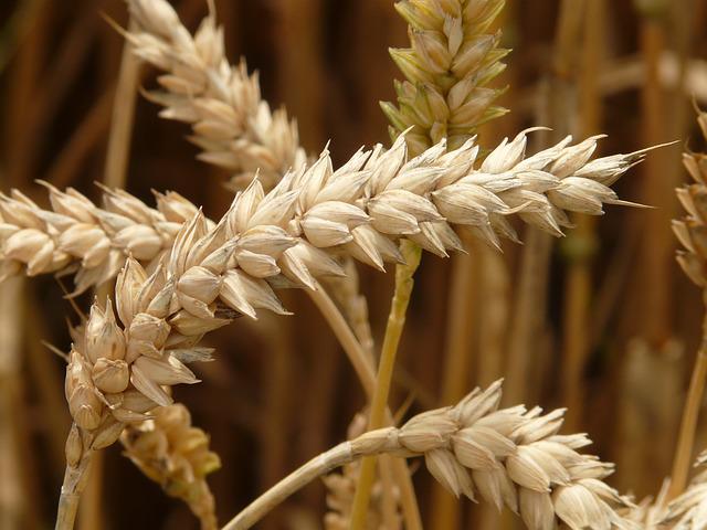tanaman gandum