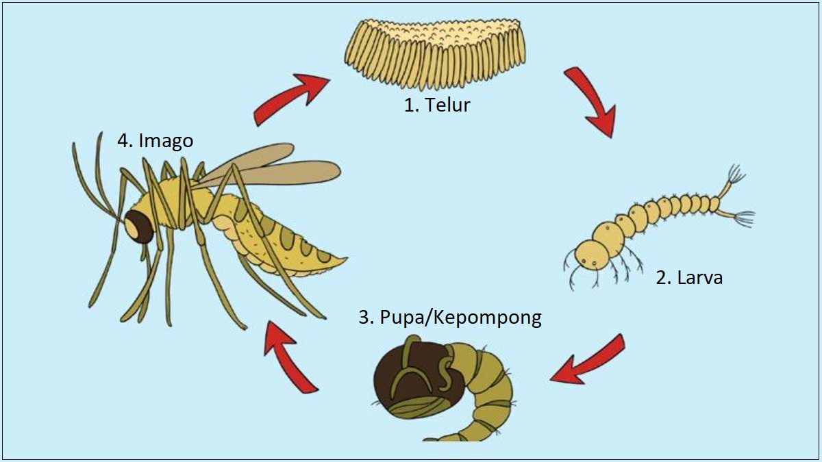 Fase Metamorfosis Nyamuk