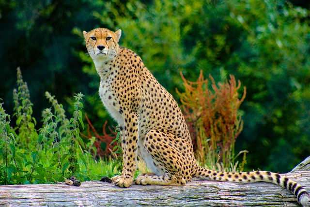 cheetah citah