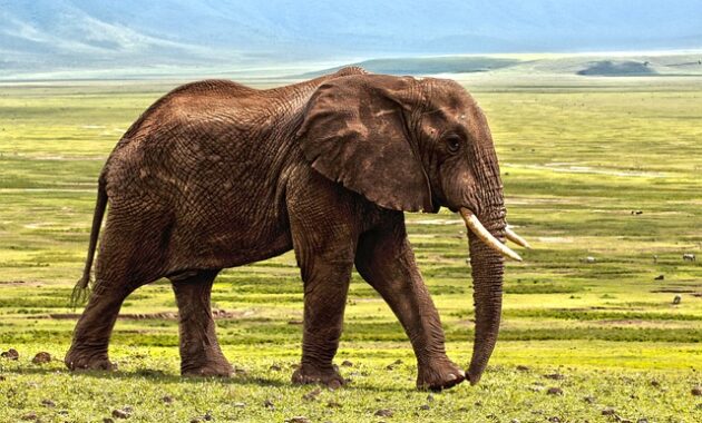 gajah afrika