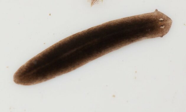 Contoh Hewan Platyhelminthes Planaria sp