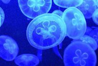 Contoh Hewan Coelenterata Aurelia Aurita